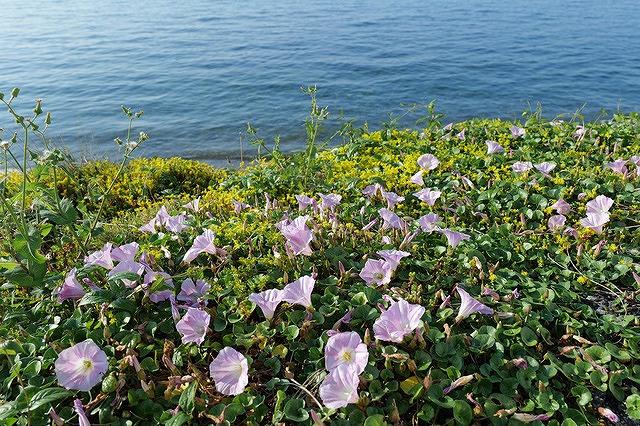 pixta_91279569_S